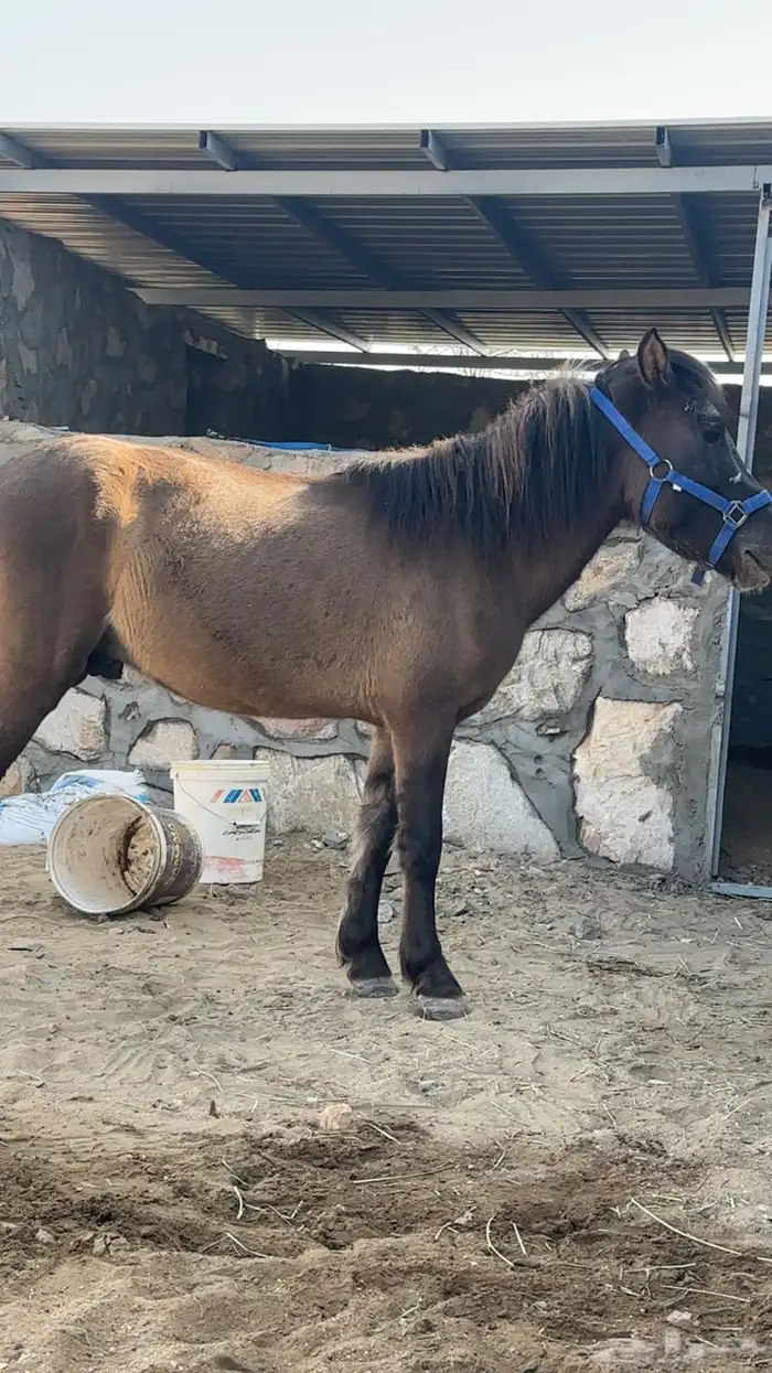 بوني هادي جدآ 2