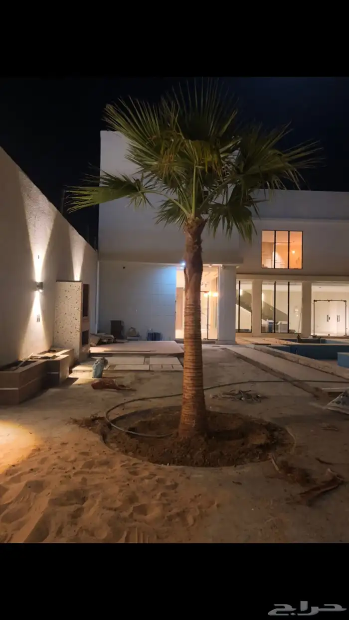 نخيل امريكي زينه نخيل واشنطنيا زينه 22