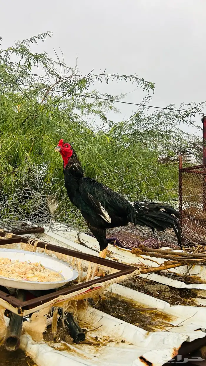 ديك بكستاني حار 3