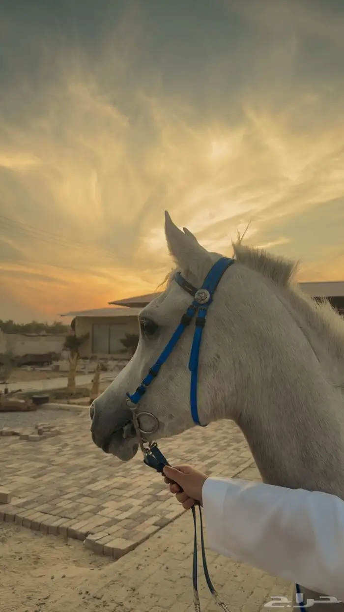 حصان شعبي العمر سنتين وشهرين يركبونه الصغار والكبار 1