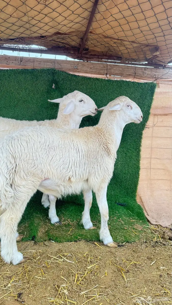 مشاريع فحول فحل حري 2