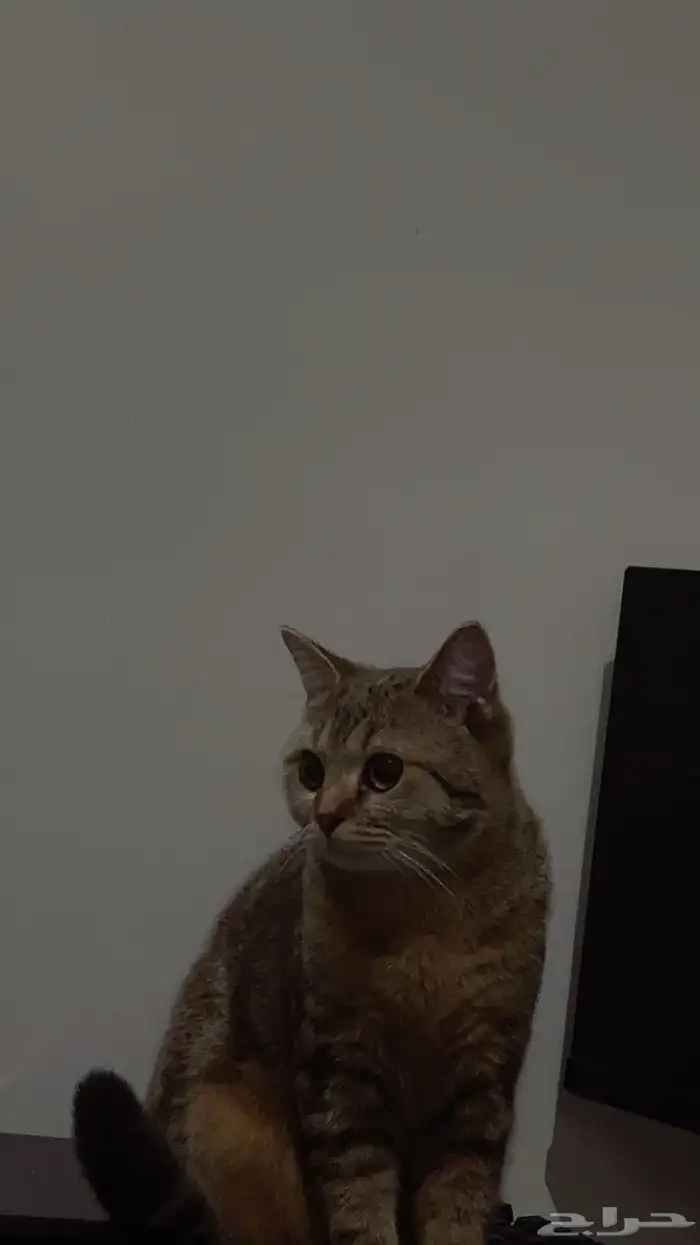 قطه للتبني 18