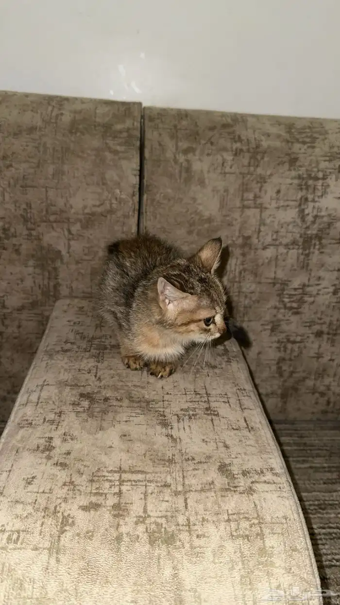 بسه للتبني 0