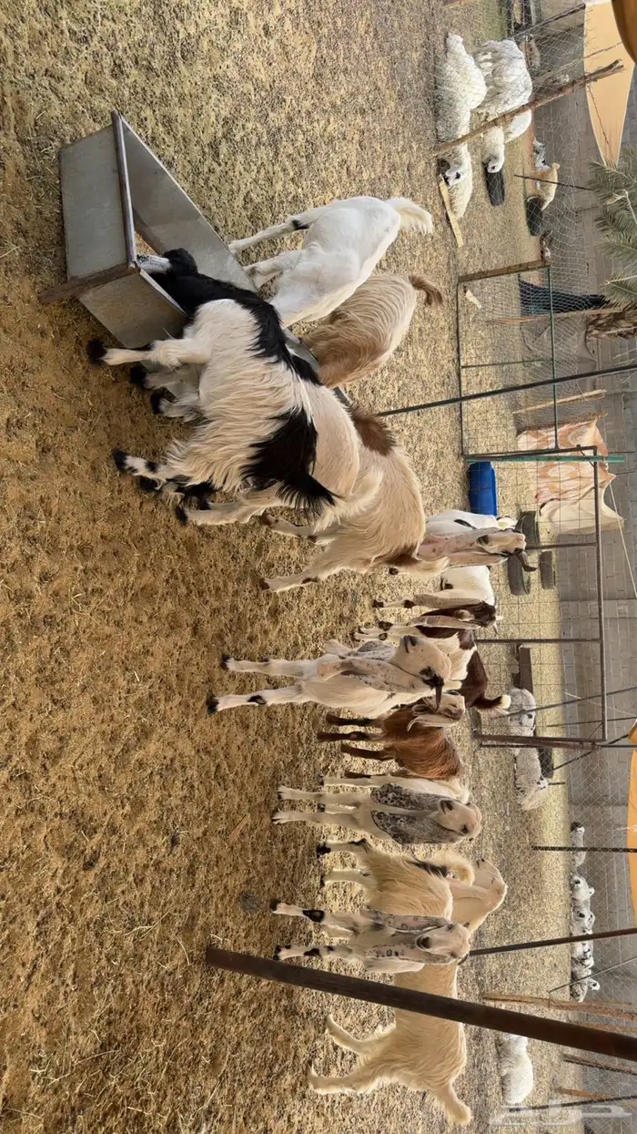 جفرات مشاريك بفحلها 0