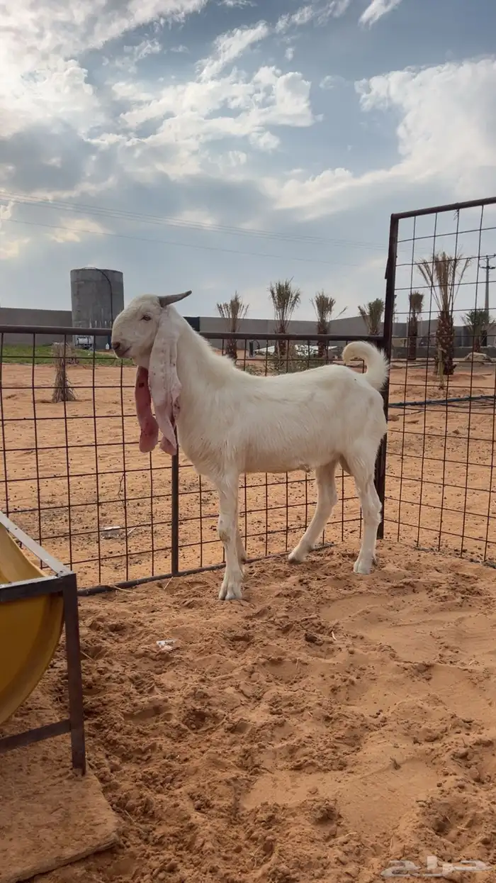 تيس مشروع فحل ابيض مطور 0