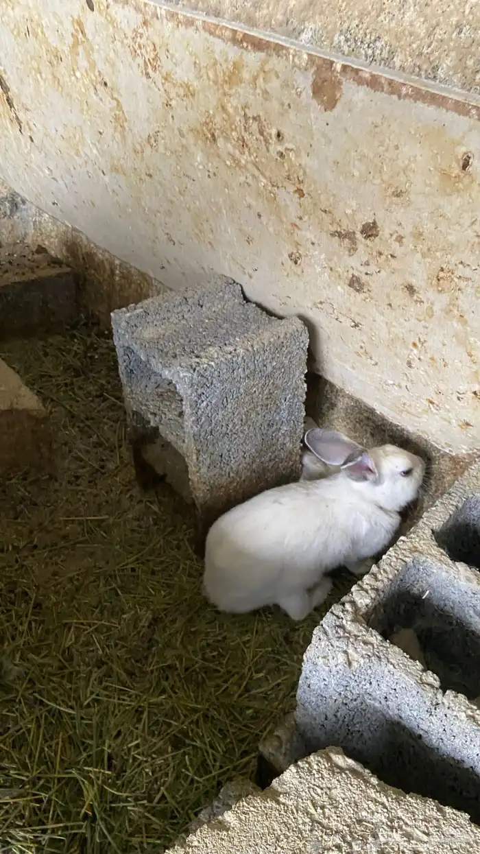 ارانب للبيع 2