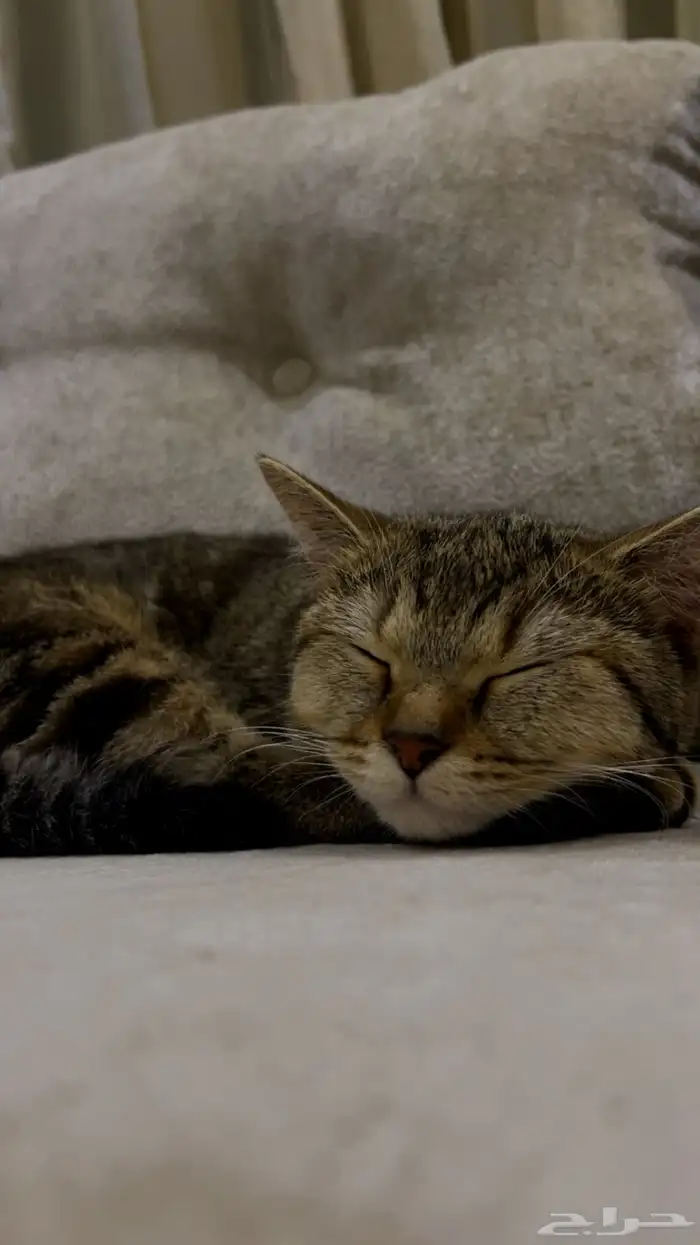 قطه للتبني 8