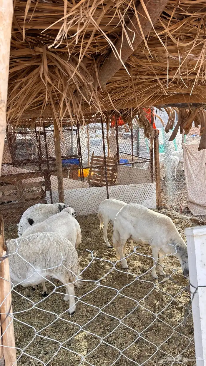 غنم حري للبيع 4