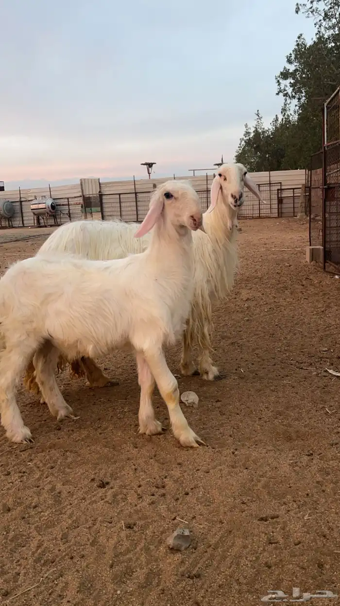 شاه عيسيه فاخره 0