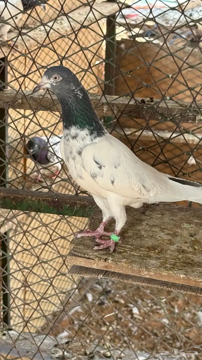 حمام باكستاني 1