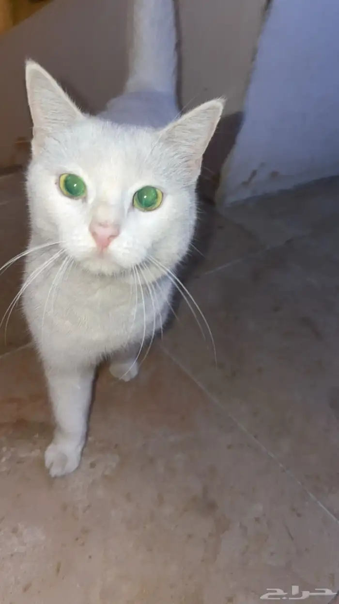 ثلاث قطط شيرازي 2