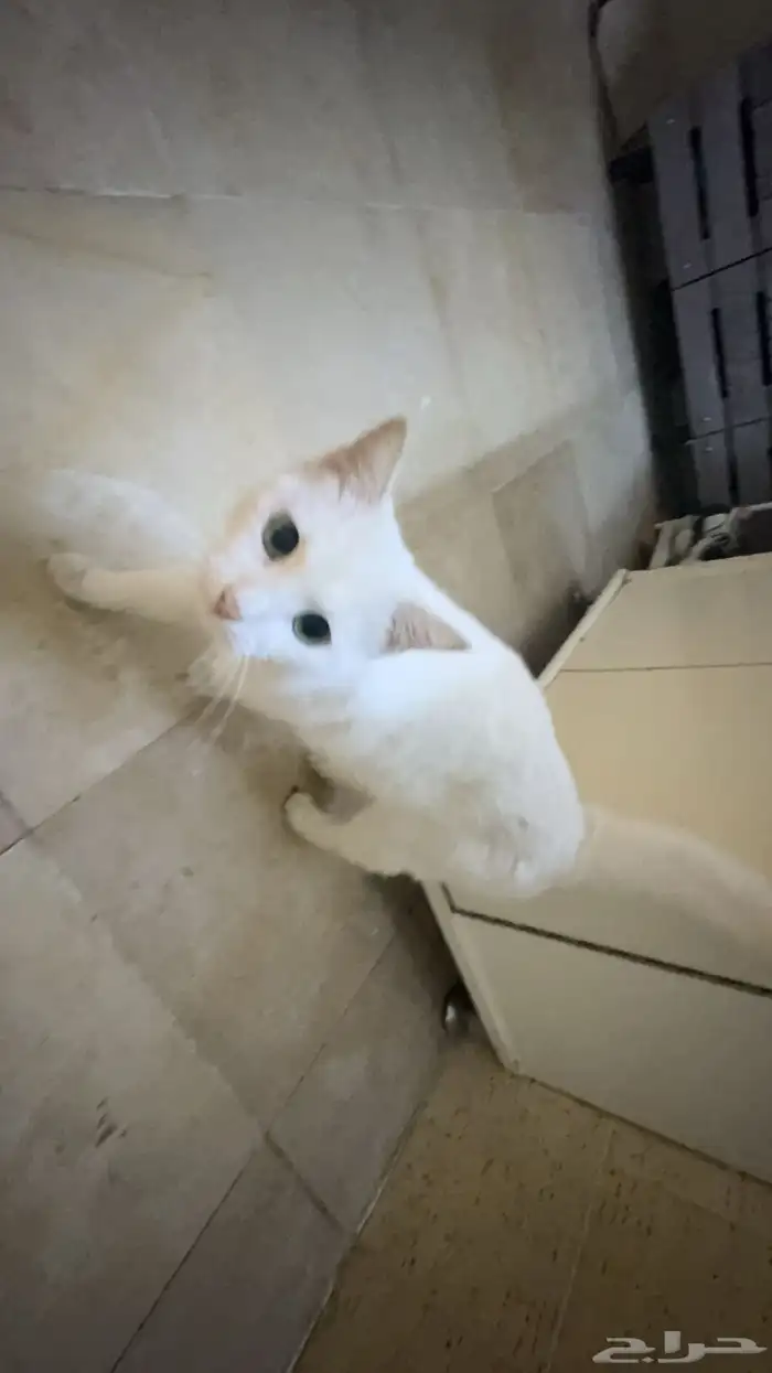 ثلاث قطط شيرازي 0