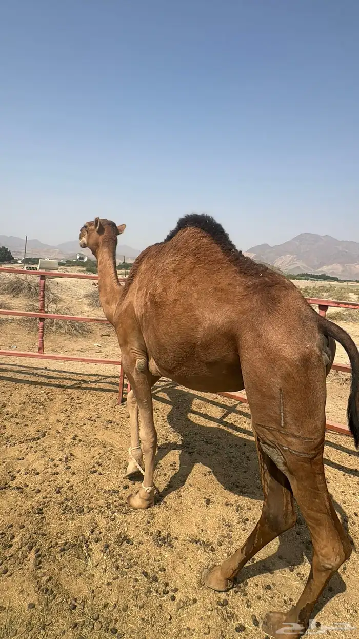 للبيع بكره ثنيه حمرا ساحلية حد 7 الاف 4