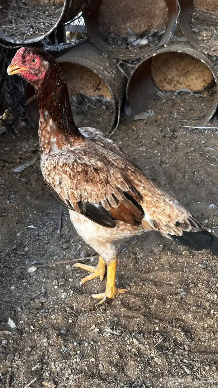 دجاجه شامو للبيع 0