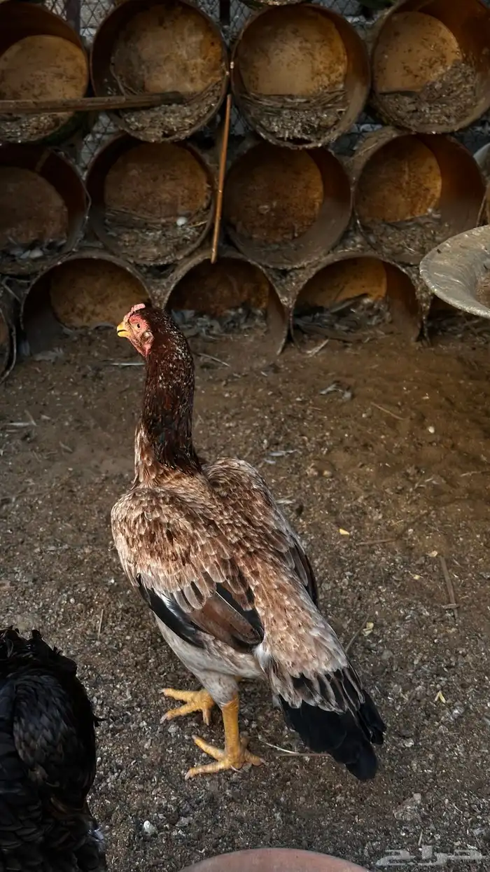 دجاجه شامو للبيع 2