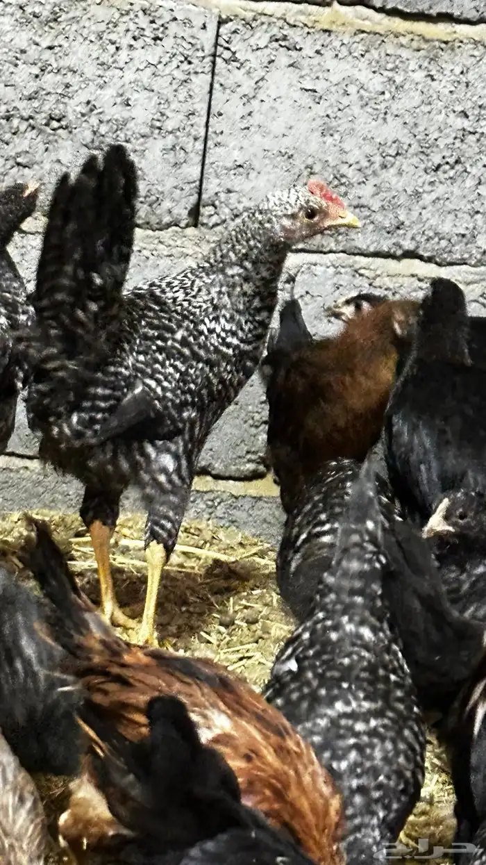 دجاج بلدي للبيع 6