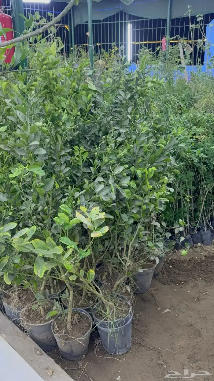 شتلات ليمون وبرتقال وفواكه مشتل 4