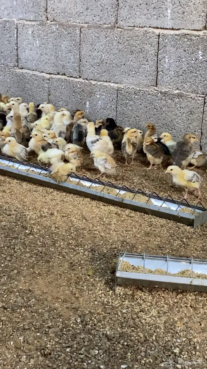 صوص دجاج بلدي 1