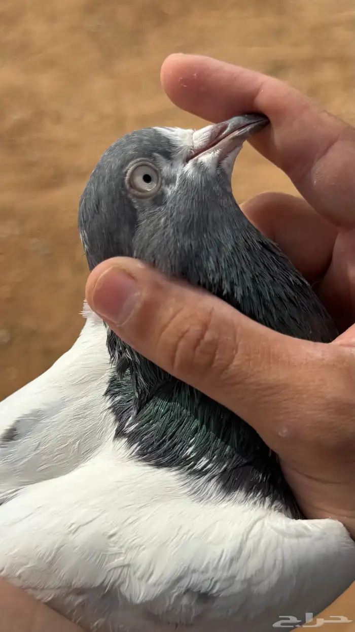 حمام باكستاني 0