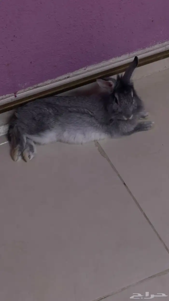 ارنب لعوب و لطيف 0