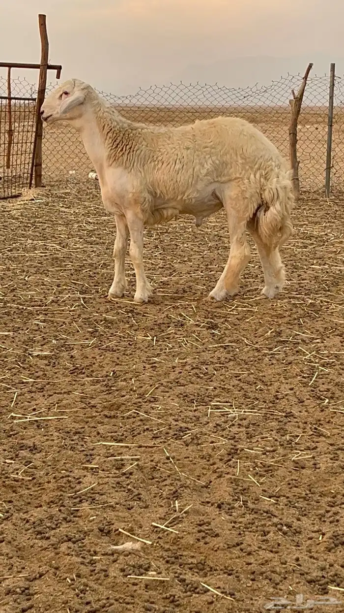 فحل حري مشروط 1