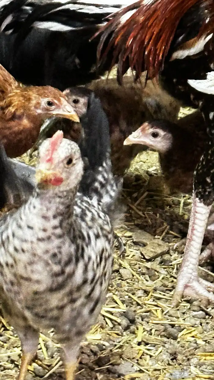 دجاج بلدي للبيع 3