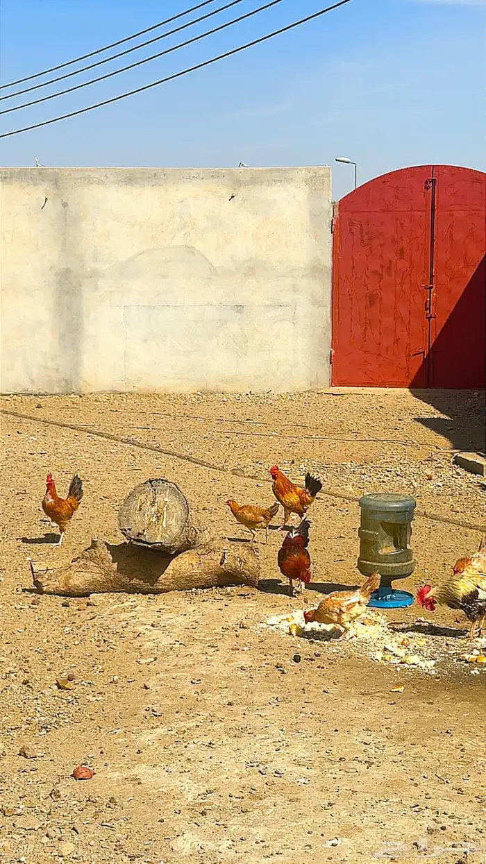 دجاج بلدي حضان 7