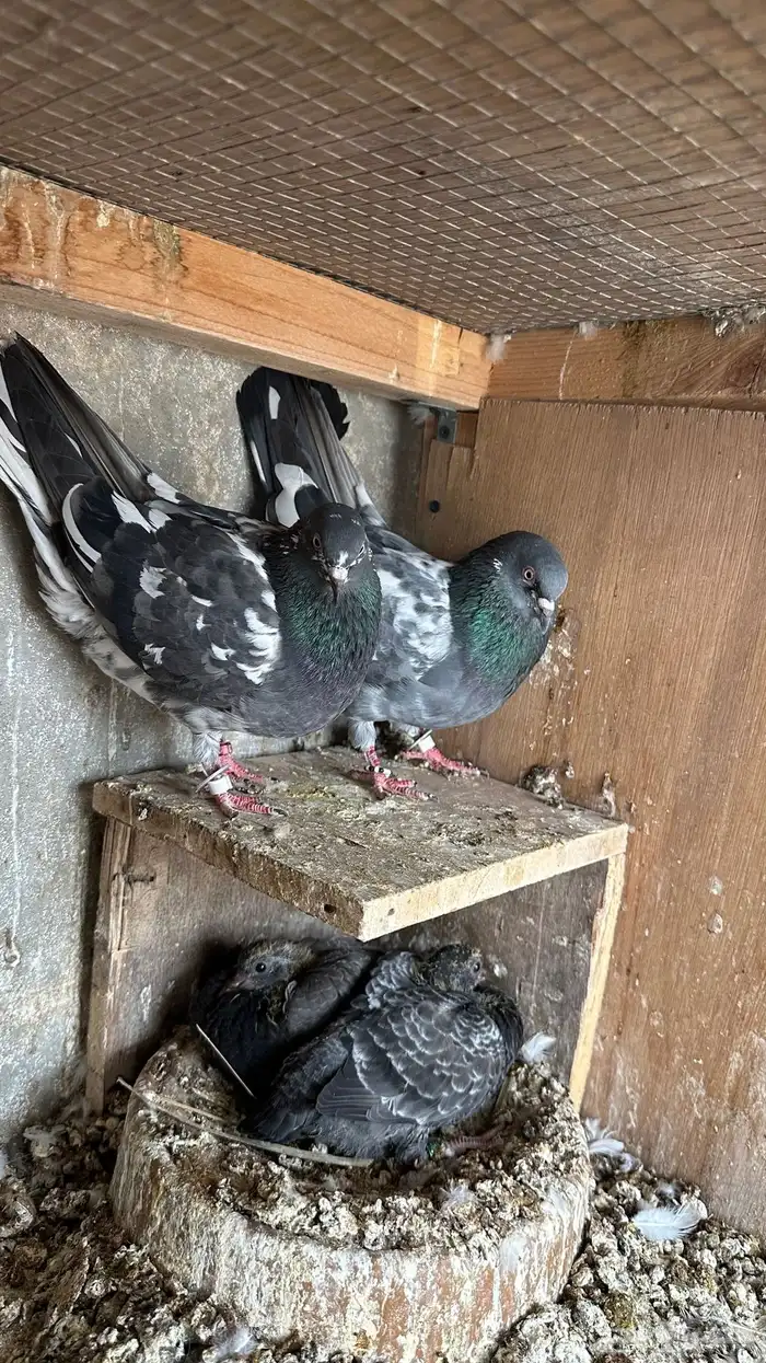 حمام بكستاني دابولا 4