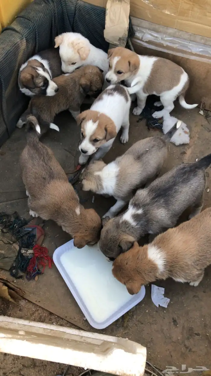 50 ريال كلاب صغيره لتربيه والحراسه 50 ريال 2