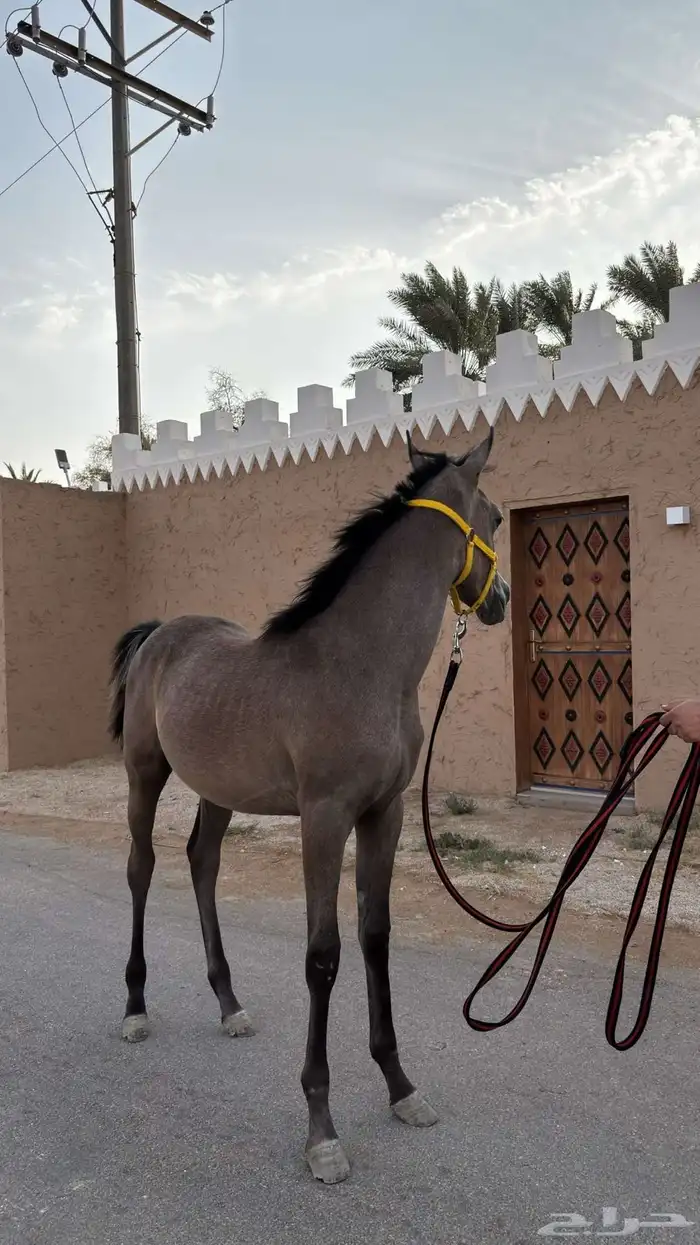 مهره واهو للبيع بنت فواد الخالد 2
