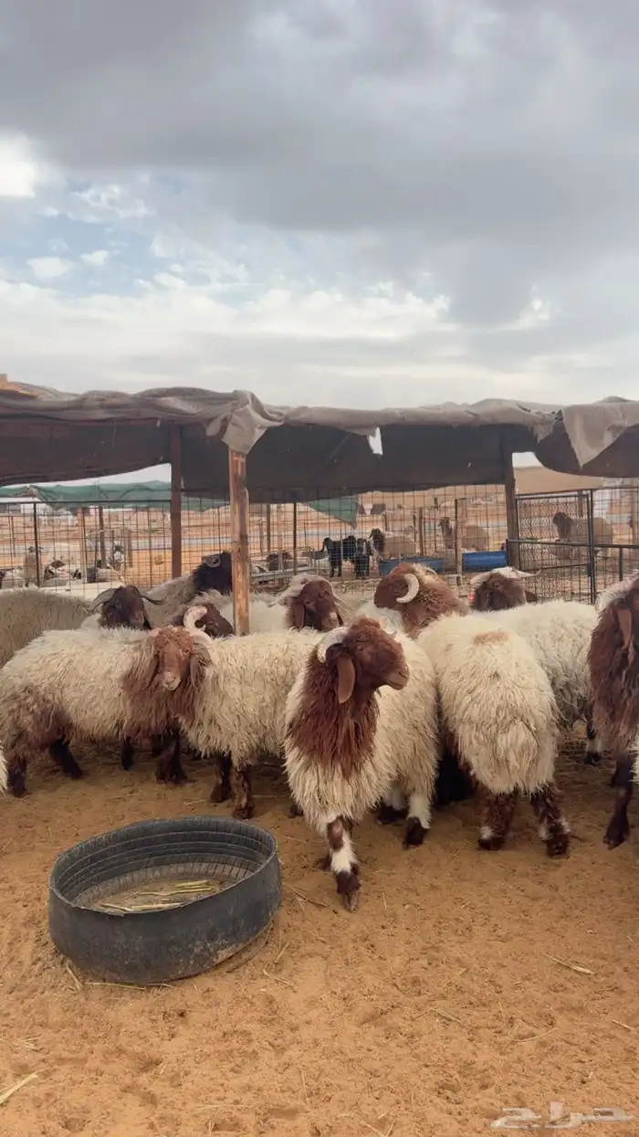 خرفان نعيم جبرة ( بريدة) العدد 24 5