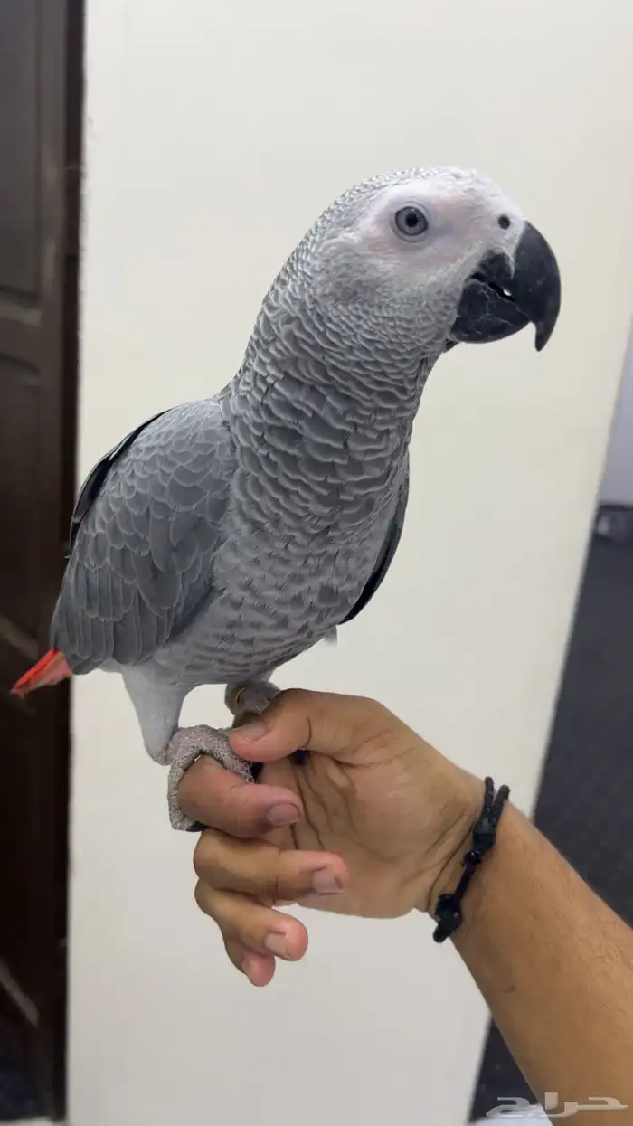 فرخ كاسكو انتاج محلي 1