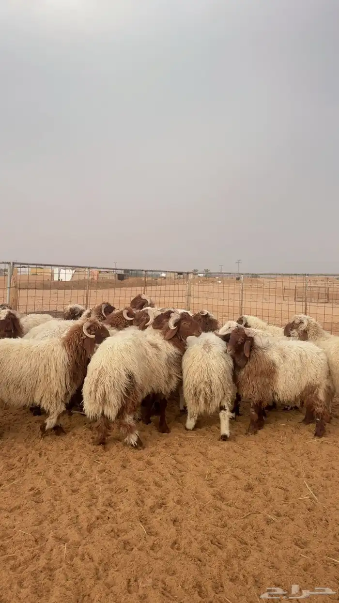 خرفان نعيم جبرة ( بريدة) العدد 24 1