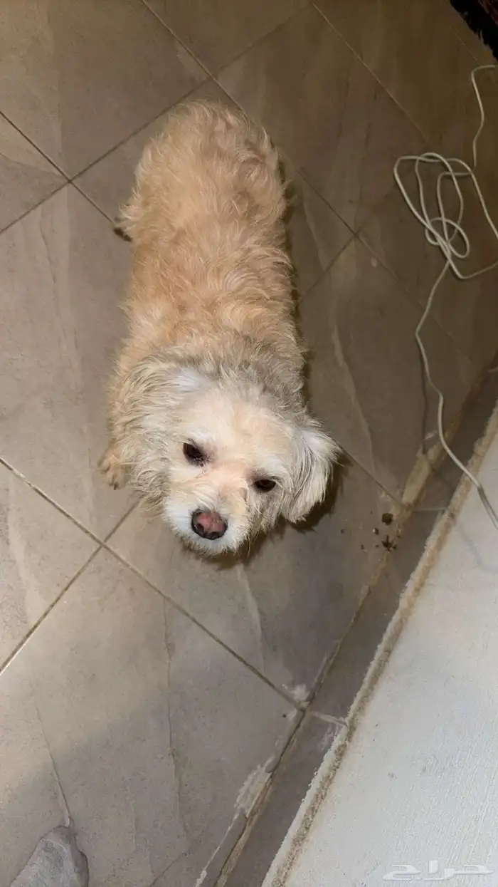 كلب امريكي للبيع 0