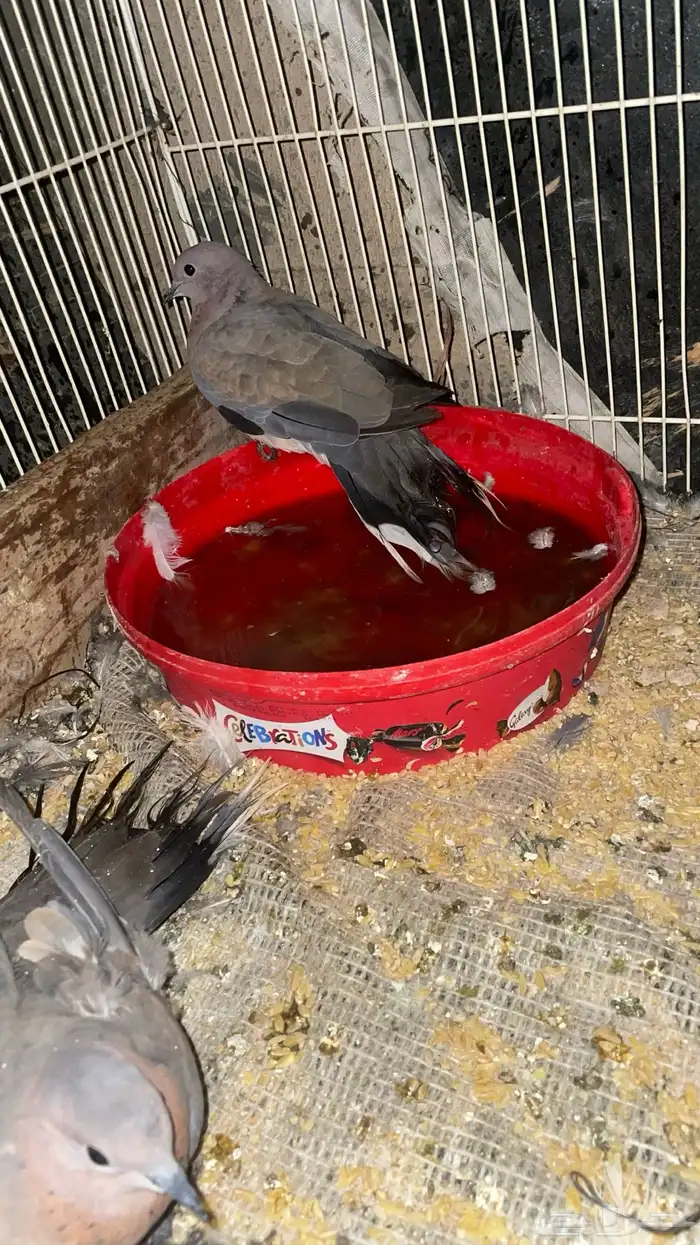 سلام الله حمام قمري البيع 0