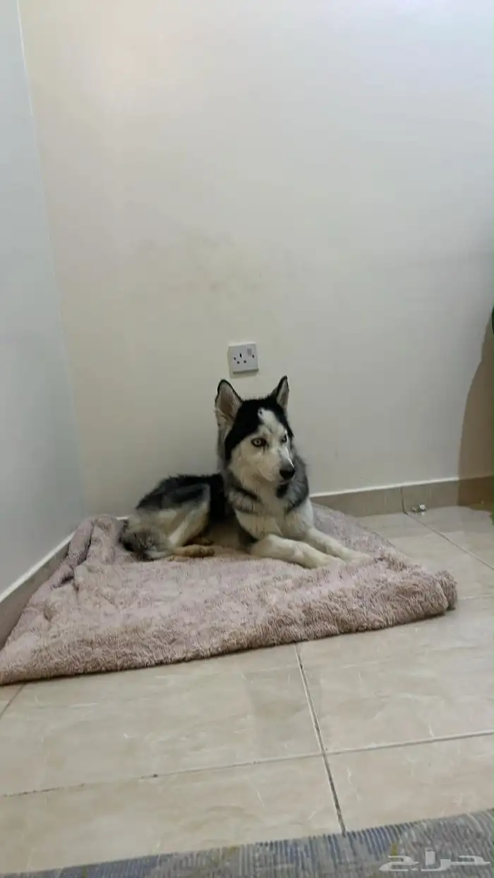 هاسكي للتبني 2