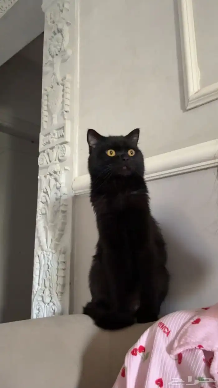 قطوه للتبني 2