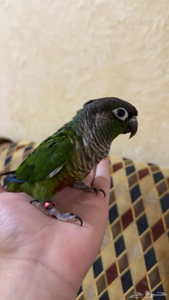 ذكر كنيور قرين شيك اليف 1