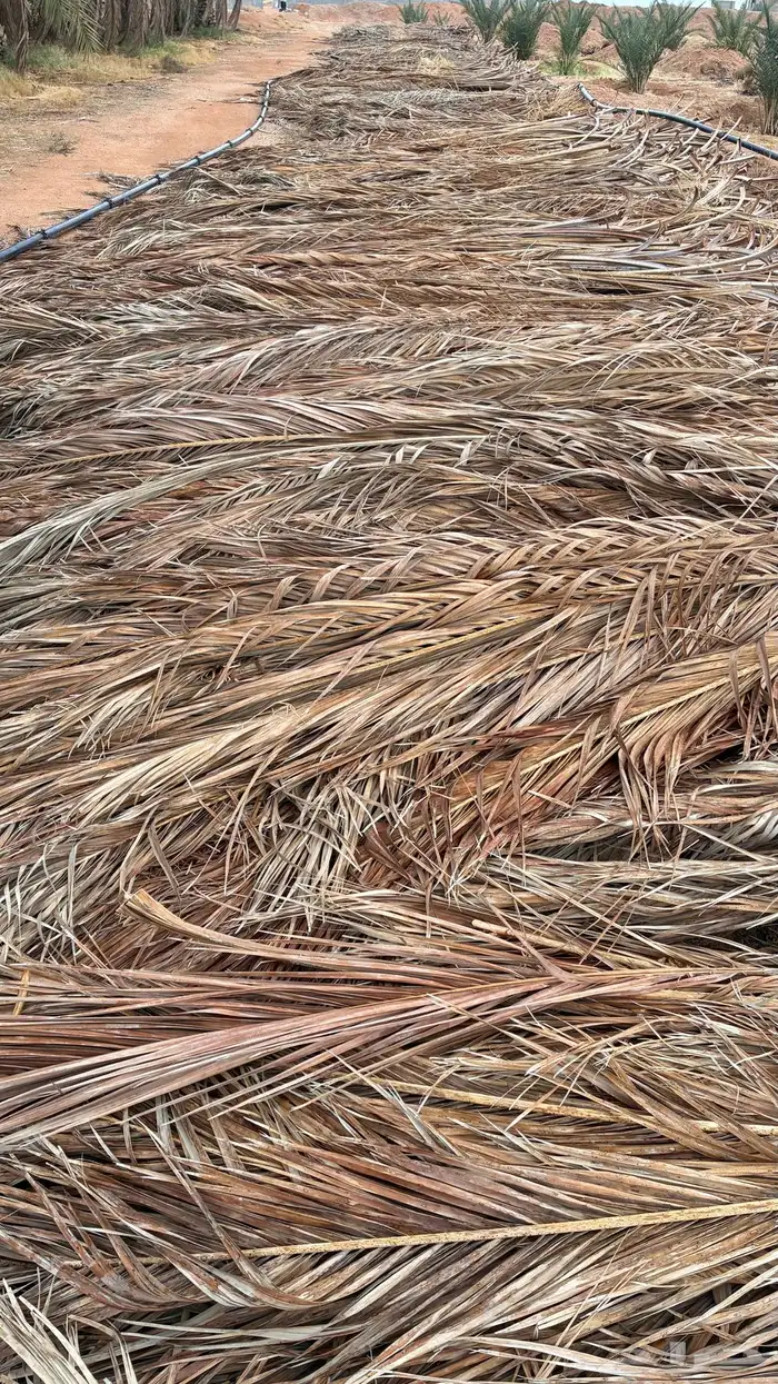 سعف نخيل كمية كبيرة 2