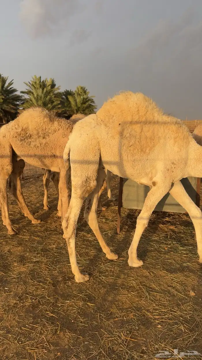 للبيع حشو قصب على حليب امهاتهن 0