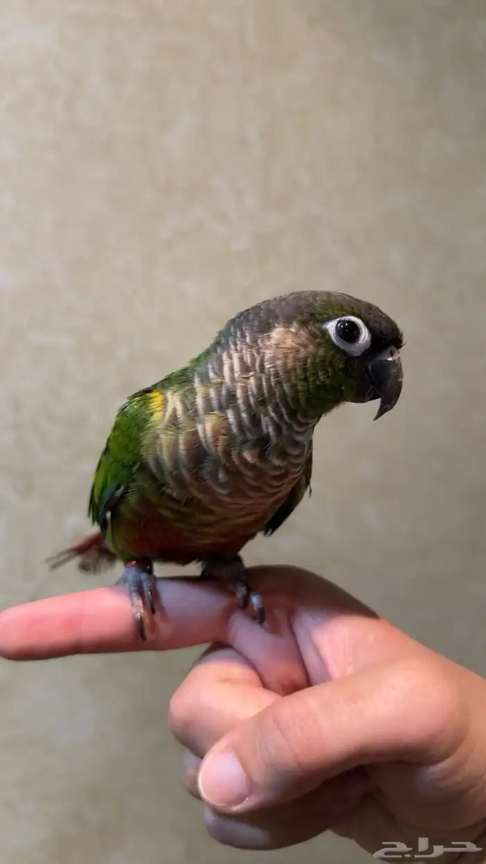 ذكر كنيور قرين شيك اليف 0