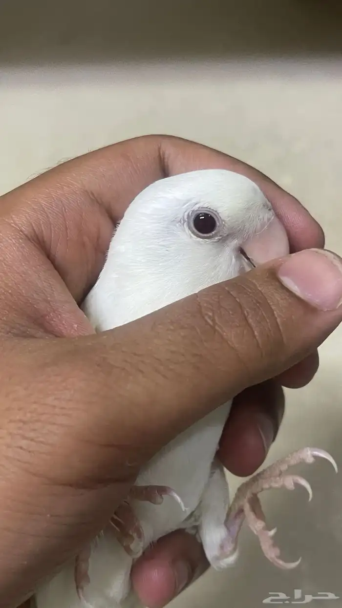 فرده روز البينو عيون حمراء اليف ماتعض 2