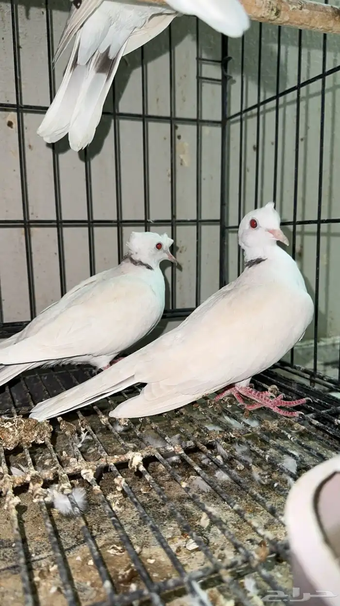 اجواز ياكريم دبل كرست 0