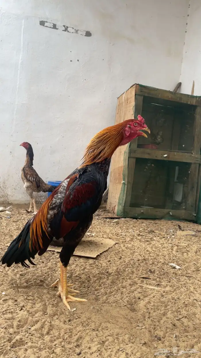 دجاج شامو ياباني 0