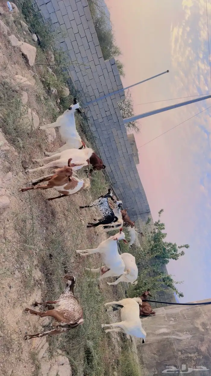 ماعز جنوبي نوع فاخر للبيع 8