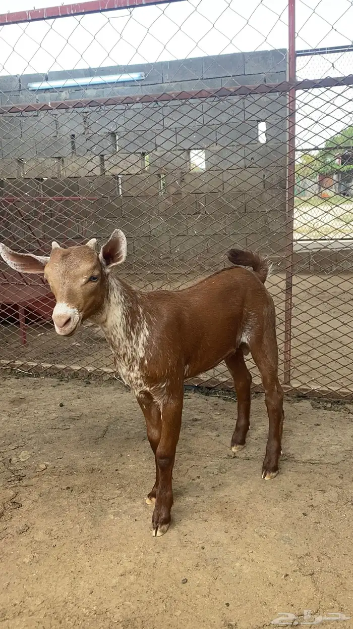 مشروع فحل اوشح ادغس 5