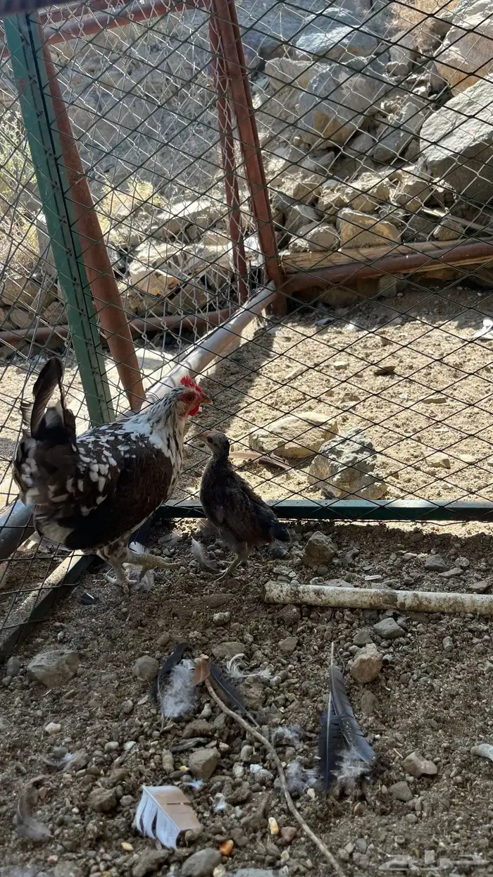 دجاج عربي ( ماكنتوش) 1