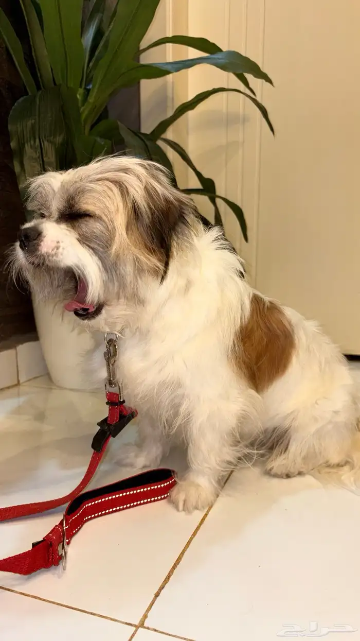 جرو شيتزو ( MAX بين Shih Tzu و Terrier ) 1