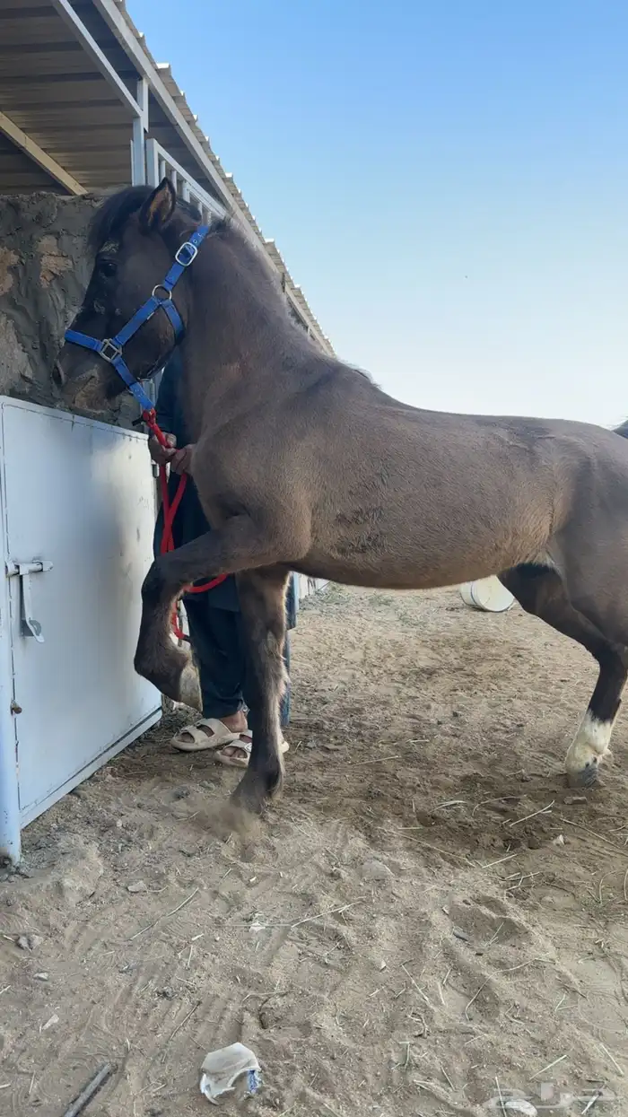 بوني هادي جدآ 3