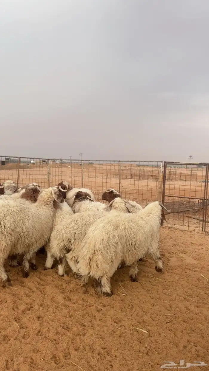 خرفان نعيم جبرة ( بريدة) العدد 24 0